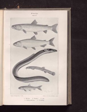 Fische Tafel IV