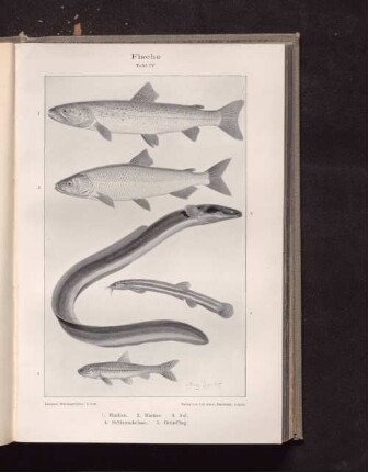 Fische Tafel IV