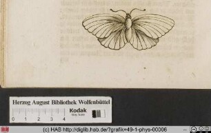 [Schmetterling]