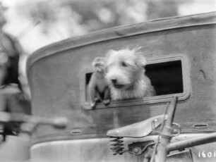 Affe und Hund : Affe und Hund sehen aus der Heckscheibe eines Automobiles