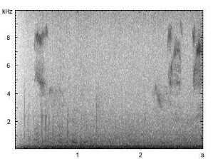 Rothund | Cuon alpinus - Winseln