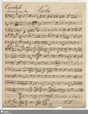Viola