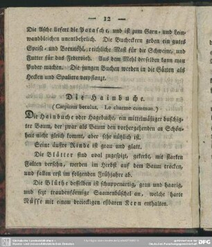 Die Hainbuche