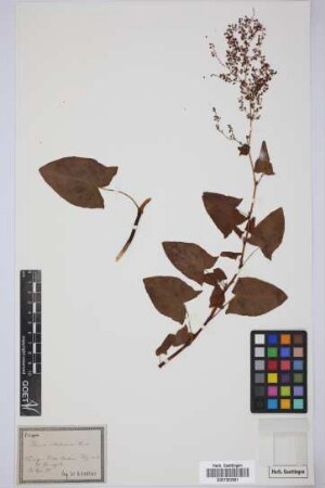 Rumex maderensis Lowe