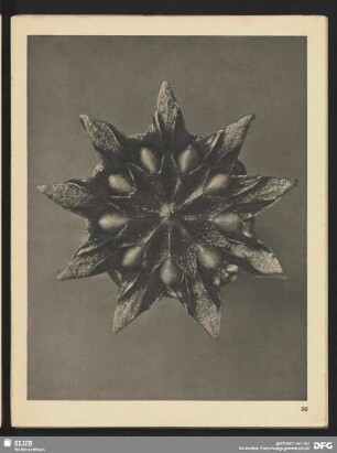Mesembrianthemum linguiforme (Eispflanze) - Zaserblume, Mittagsblume - Samenkapsel (9mal vergrößert)