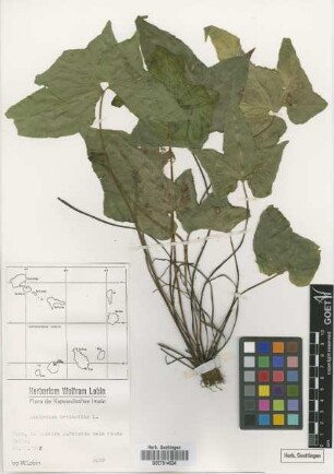 Asplenium hemionitis L.