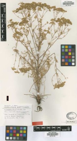 Pimpinella cappadocica Boiss. & Balansa [type]