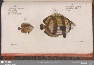 205. Fig. 1. Chaetodon Striatus. Fig. 2. Chaetodon Capistratus