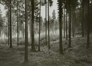 Forstwirtschaft im Erzgebirge. Zöblitz. Großer Buchen-Vorbau-Horst mit Esche und Ahorn zum Zweck der Mischbestandsbegründung