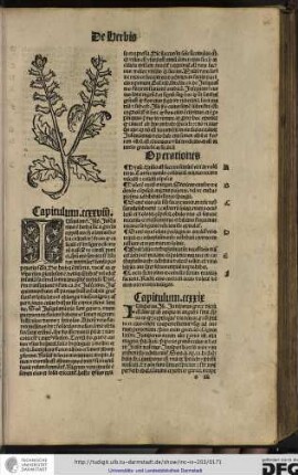Iusquiamus. Isidorus Iusquiamus est herba sic a grecis appellata sed a latinis herba calicularis dicitur...