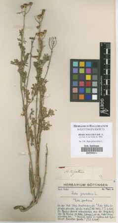 Ruta graveolens L.