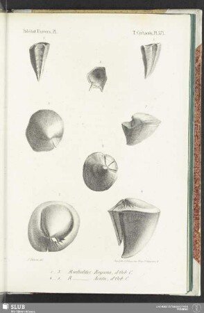 Pl. 571