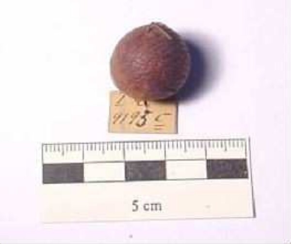 Areca nut for betel chewing