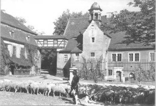 Rittergutsschäfer Wilhelm Gornig mit Hirtenhund und Schafherde : Klipphausen. Rittergut, Gutshof. Rittergutsschäfer Wilhelm Gornig mit Hirtenhund und Schafherde