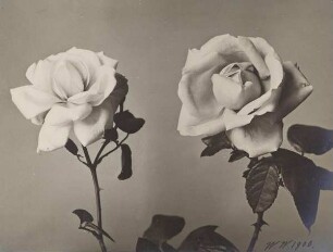 Zwei Rosenblüten