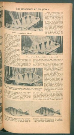 Las emociones de los peces