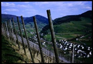Glottertal, Oberglottertal: Weinbergweg, Vordergrund Weinberg Verspannungen