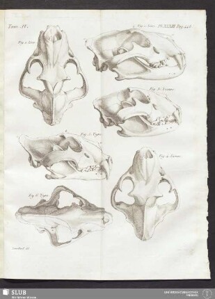 Pl. XXXIII. pag. 448