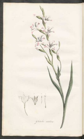 Gladiolus undulatus