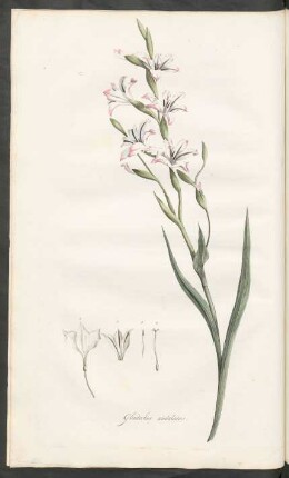 Gladiolus undulatus