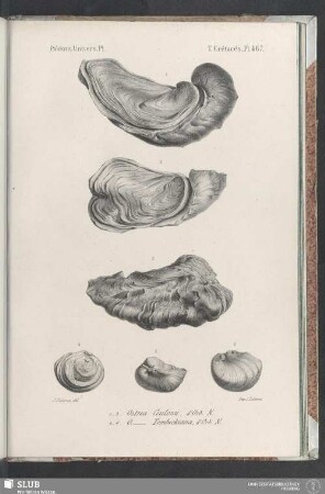 Pl. 467