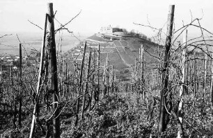 Staufen: Staufener Burg; Vordergrund Weinstöcke