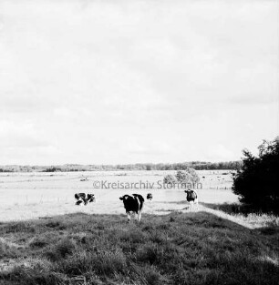 Landwirtschaft: Rinderherde auf Weide: im Hintergrund Hahnheide