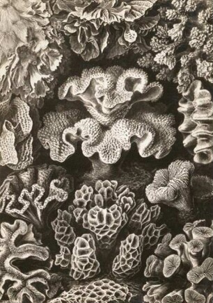Sechstrahlige Sternkorallen : Sechsstrahlige Sternkorallen (Astraide). Aus: Kunstformen der Natur von Ernst Haeckel, Tafel 69
