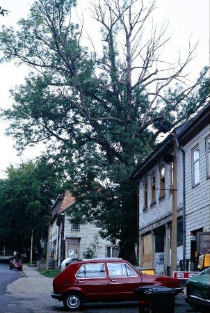 großer Baum im Ortskern
