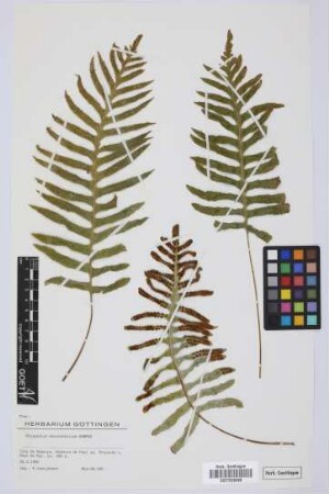 Polypodium macaronesicum Bobrov