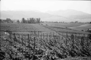 Betberg: Anpflanzung von Veredelungsreben; Rebfläche; Hintergrund Schwarzwald
