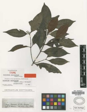 Zschokkea ramosissima Muell.Arg. [isolectotype]
