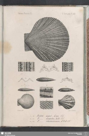 Pl. 434