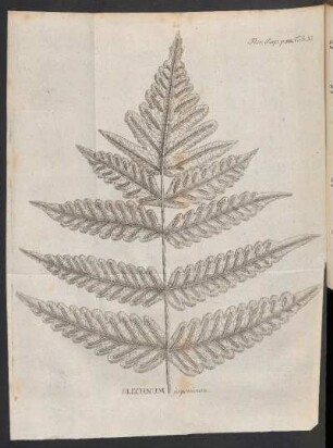 Blechnum japonicum