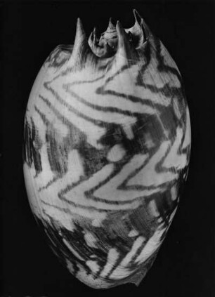 Schnecke
