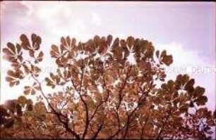 Kastanienblätter gegen den Himmel