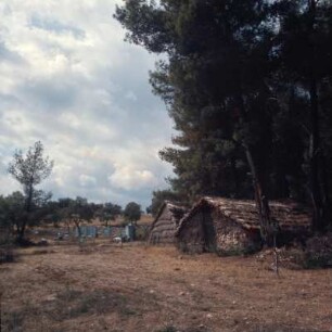 Vasiliká, Nord-Euböa. Wanderimker : Vasiliká, Nord-Euböa. Camp von Wanderimkern im Gebirgswald bei Vasiliká. Ott.9
