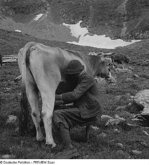 Bauer melkt Kuh im Leutaschtal