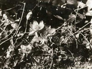Europa. Winterling (Eranthis hyemalis)