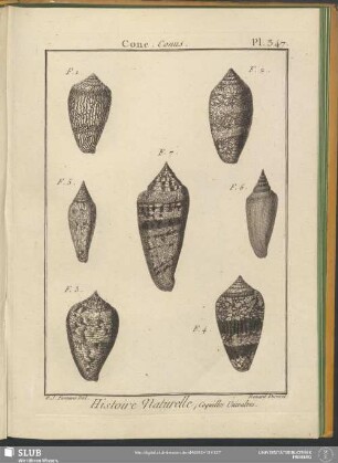 Pl. 347. Cone. Conus