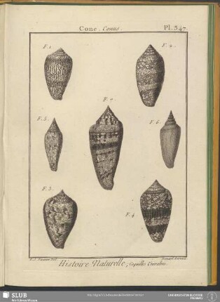 Pl. 347. Cone. Conus