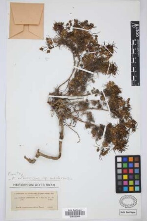 Plantago arborescens arborescens Poir.