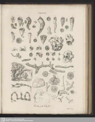 Tab. XVIII. Corals of the Chalk