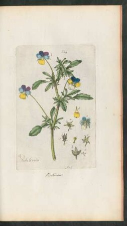 158. Viola tricolor