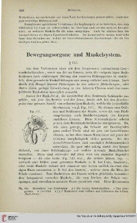Bewegungsorgane und Muskelsystem