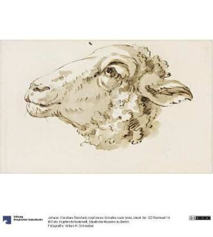 Kopf eines Schafes nach links