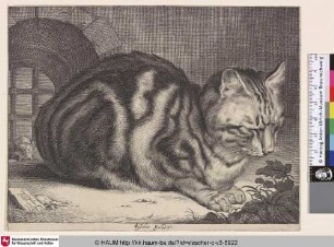 [Die große Katze; The large cat]