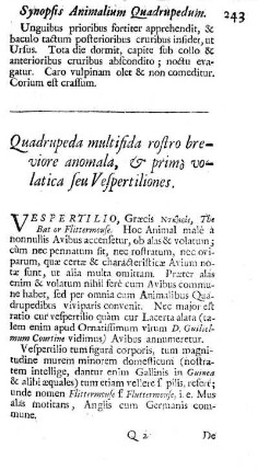 Quadrupeda multifida rostro breviore anomala, & primo volatica seu Vestpertiliones