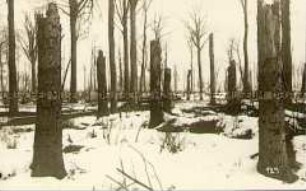 Zerstörter Wald