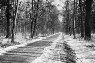 Verschneiter Weg : Blick auf einen verschneite Waldweg